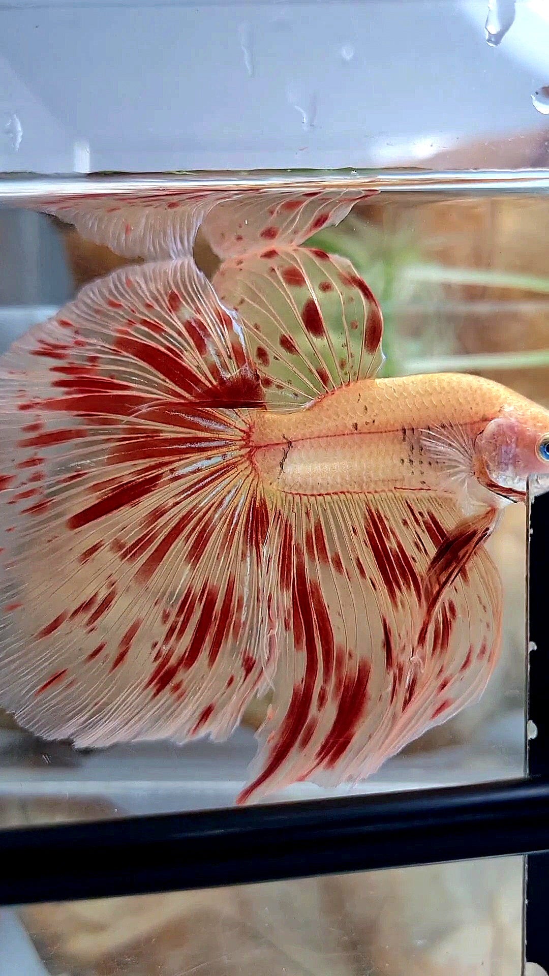 LUXURY XL HALFMOON OVERTAIL ROSETAIL SUPER ARMAGEDDON FIRE BETTA FISH
