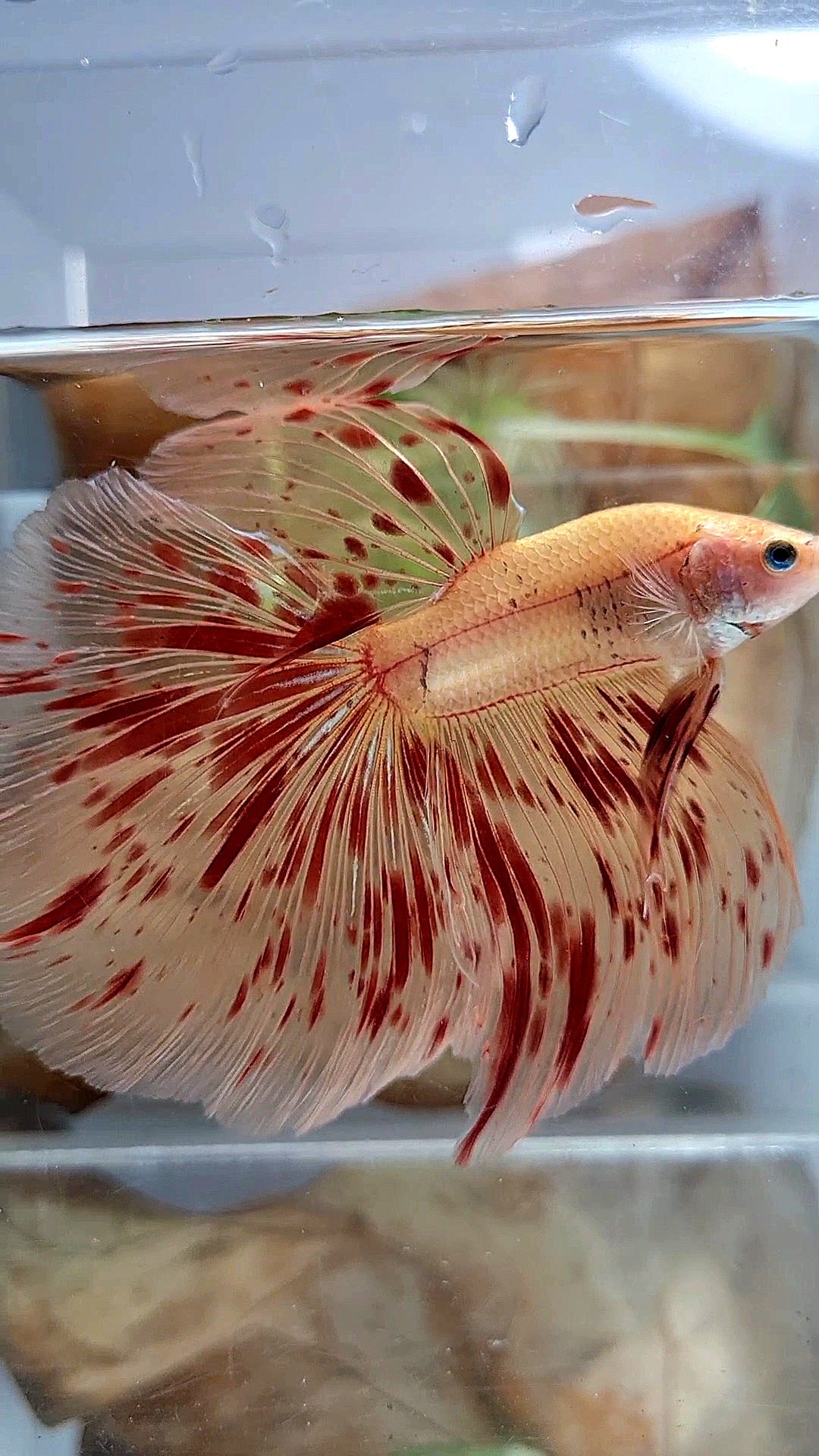 LUXURY XL HALFMOON OVERTAIL ROSETAIL SUPER ARMAGEDDON FIRE BETTA FISH