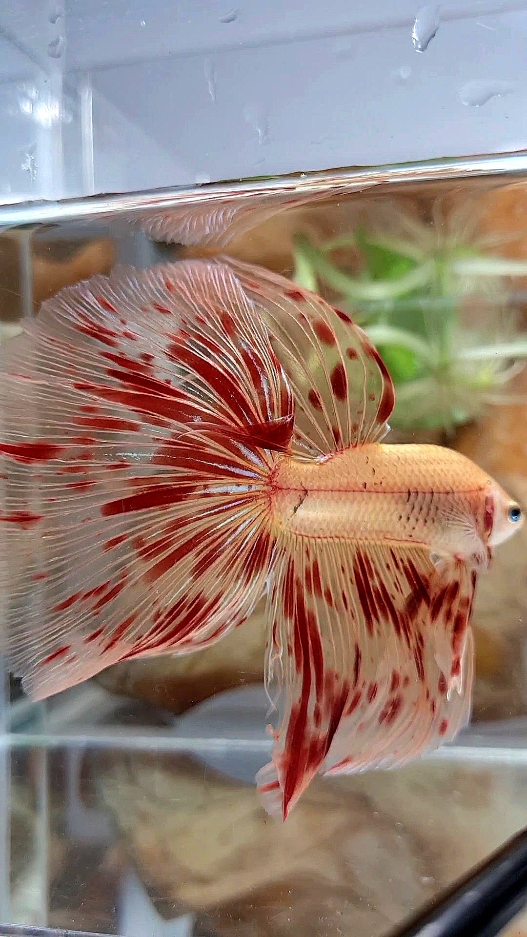 LUXURY XL HALFMOON OVERTAIL ROSETAIL SUPER ARMAGEDDON FIRE BETTA FISH
