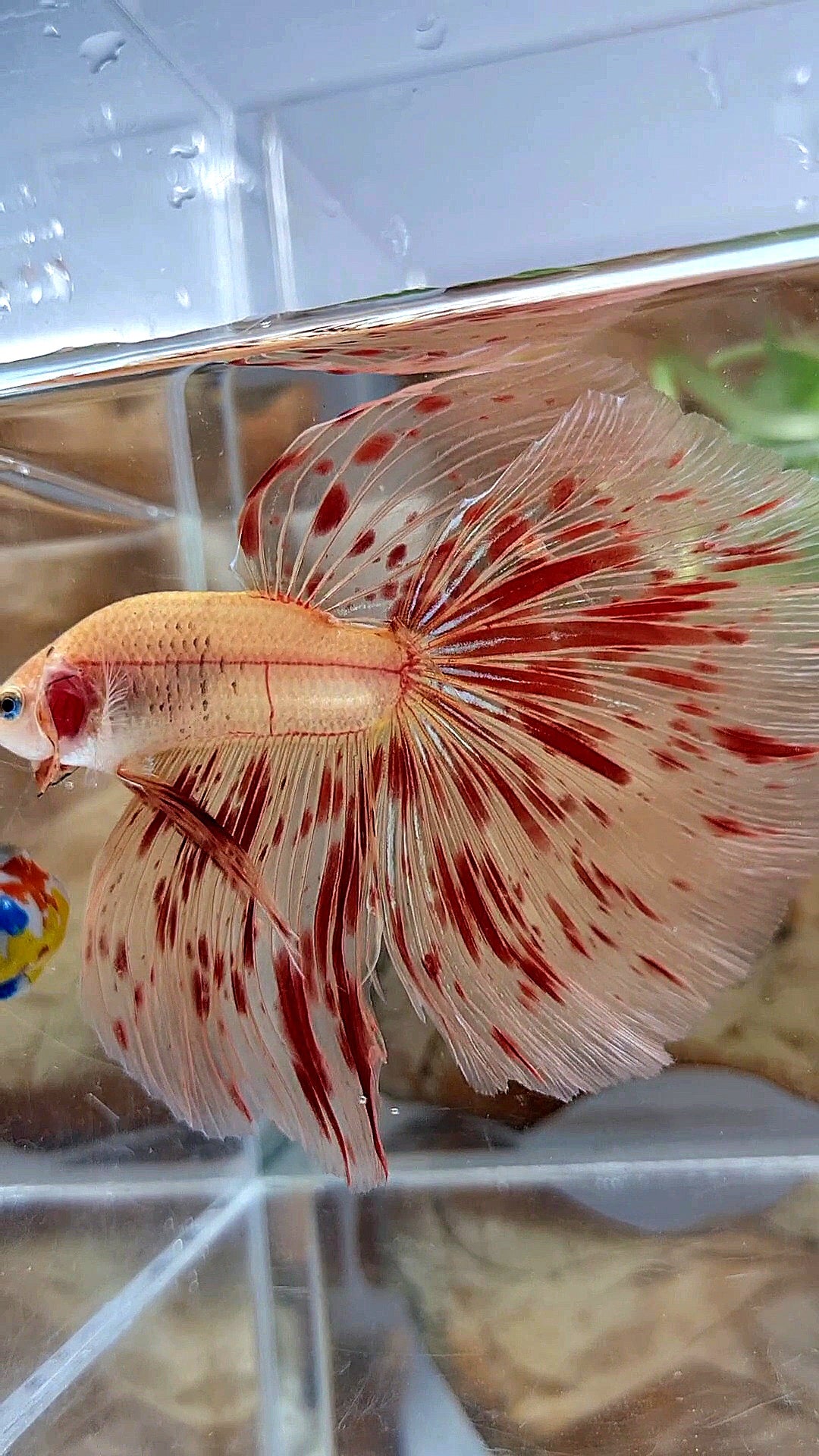 LUXURY XL HALFMOON OVERTAIL ROSETAIL SUPER ARMAGEDDON FIRE BETTA FISH