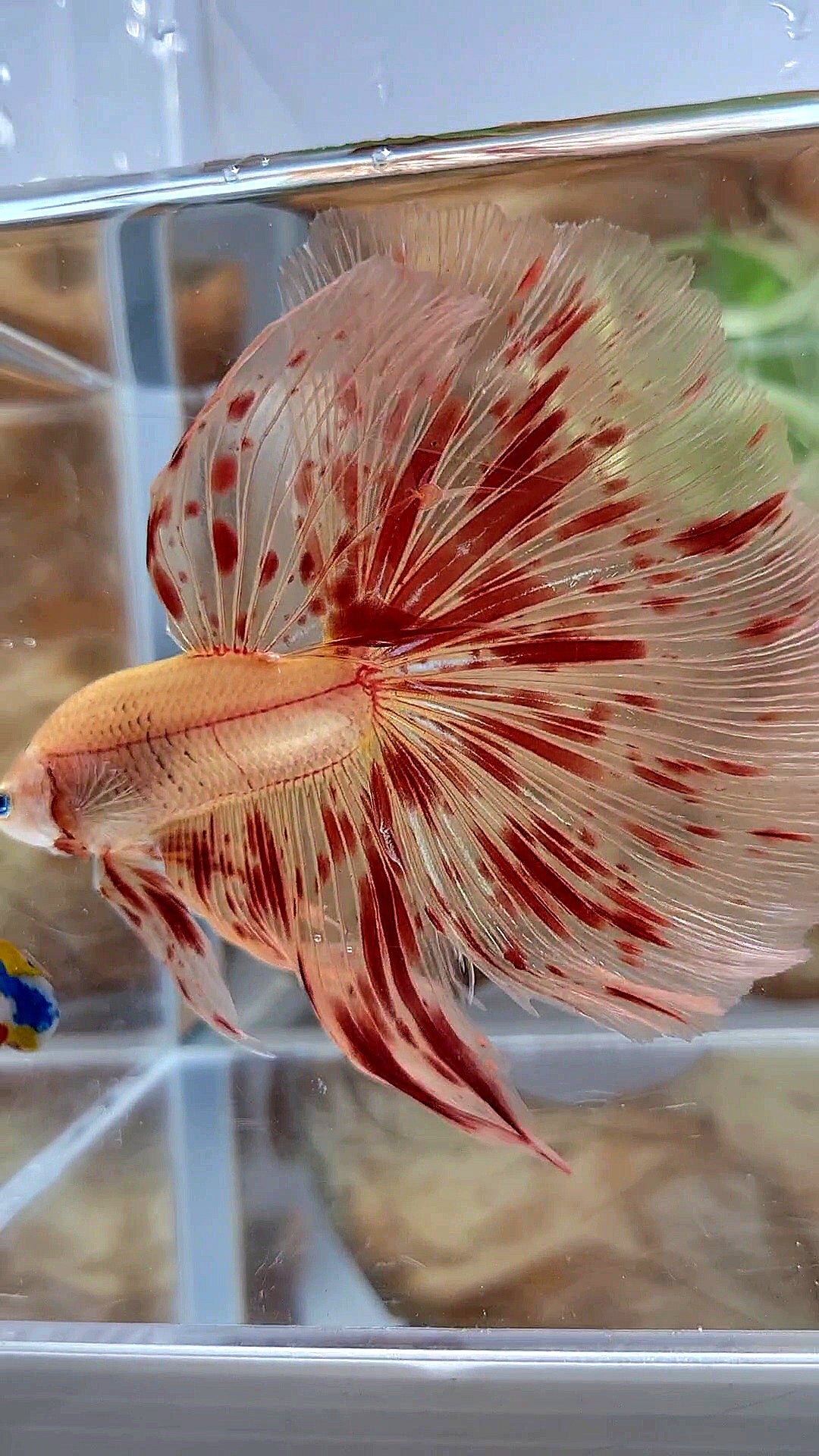 LUXURY XL HALFMOON OVERTAIL ROSETAIL SUPER ARMAGEDDON FIRE BETTA FISH