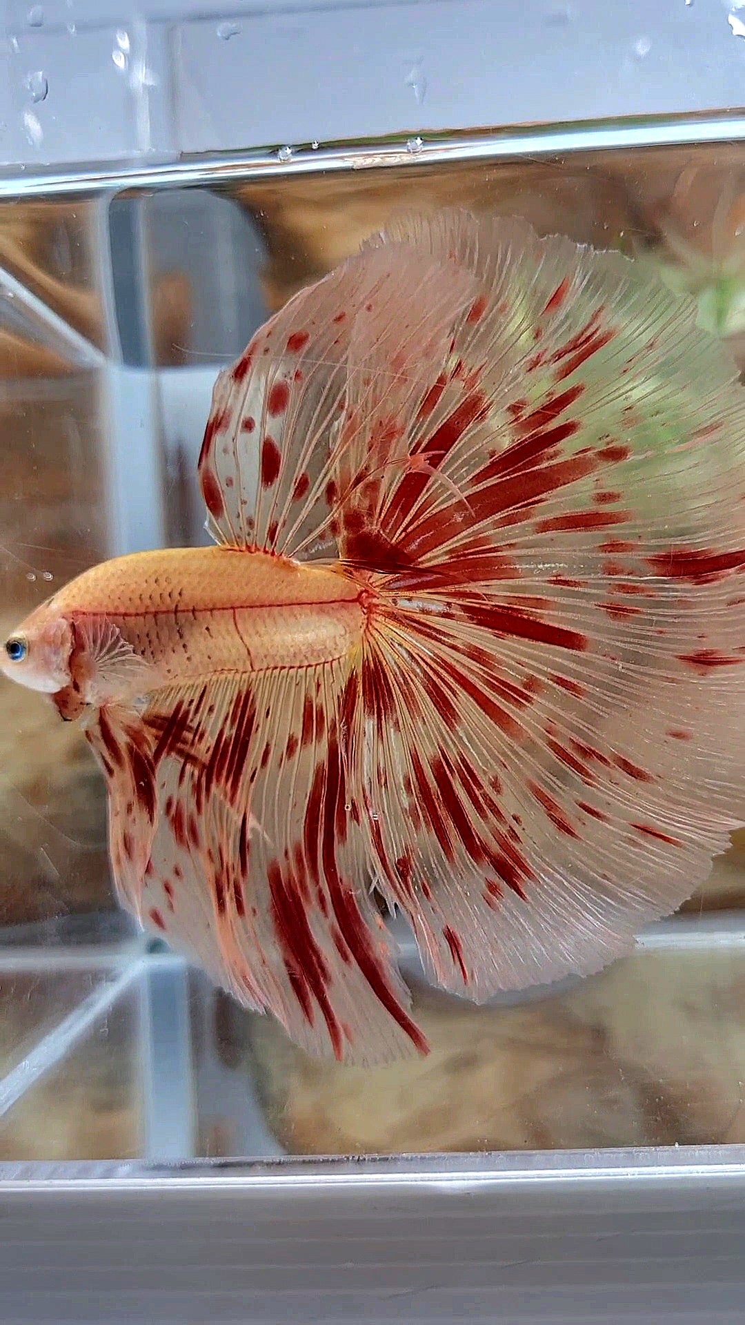 LUXURY XL HALFMOON OVERTAIL ROSETAIL SUPER ARMAGEDDON FIRE BETTA FISH