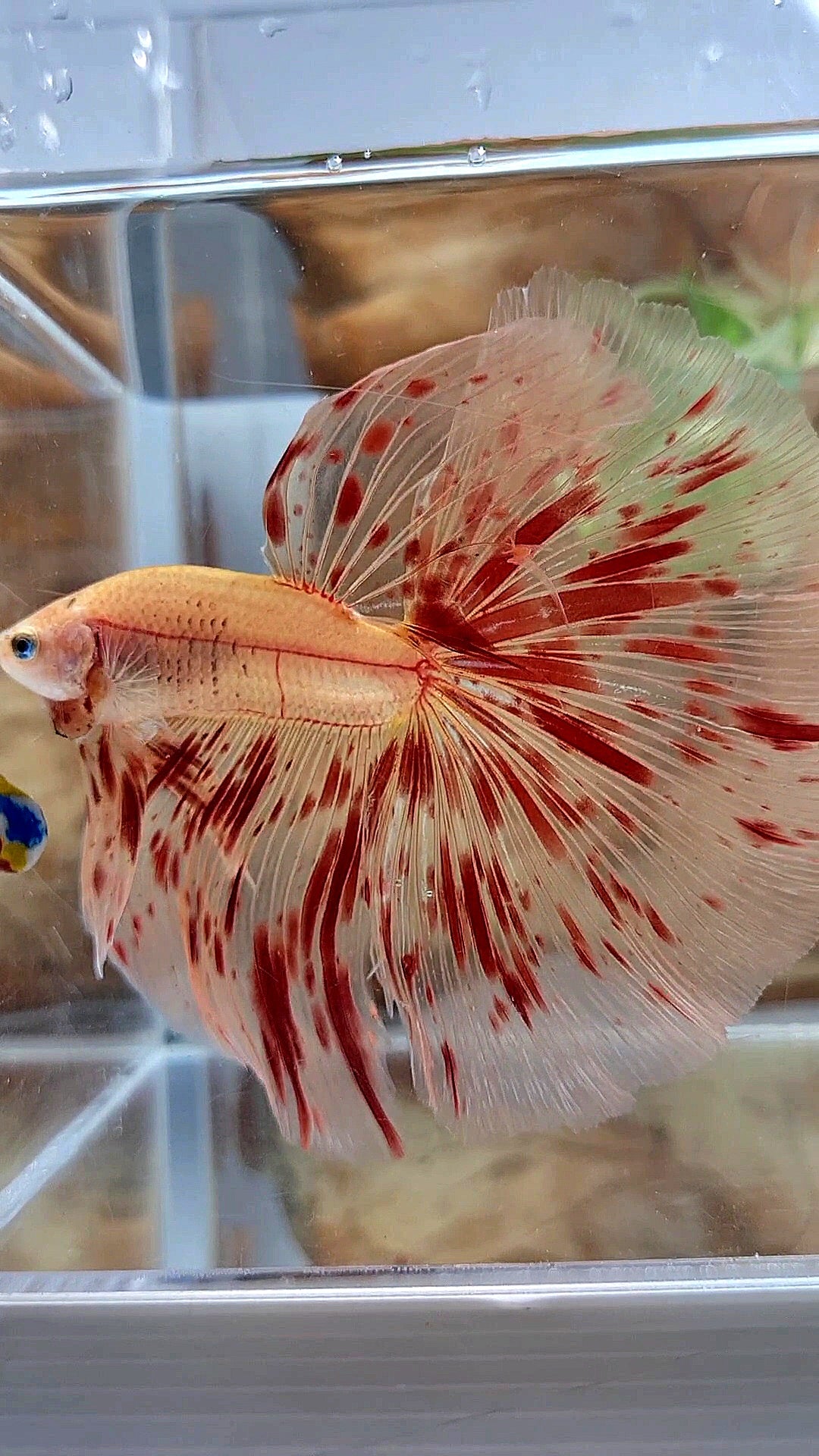 LUXURY XL HALFMOON OVERTAIL ROSETAIL SUPER ARMAGEDDON FIRE BETTA FISH ...