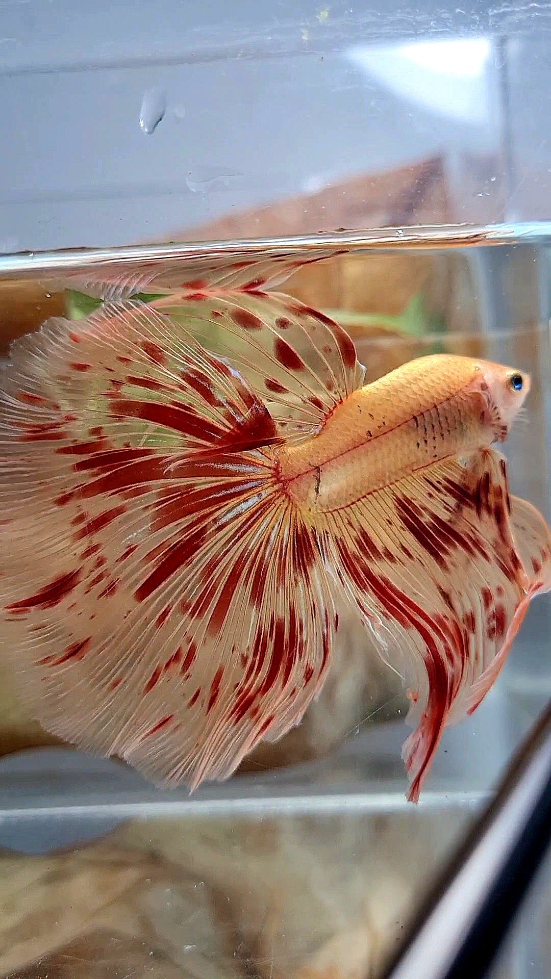 LUXURY XL HALFMOON OVERTAIL ROSETAIL SUPER ARMAGEDDON FIRE BETTA FISH