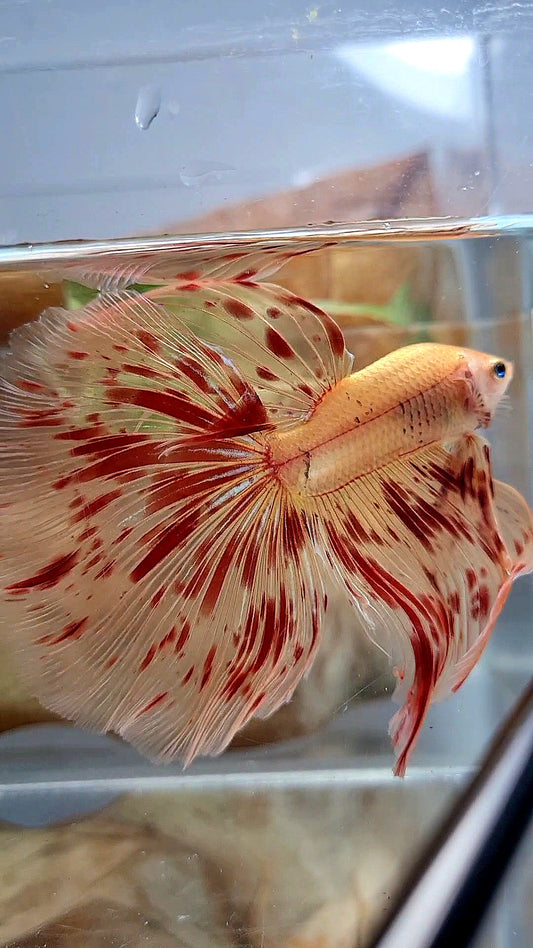 LUXURY XL HALFMOON OVERTAIL ROSETAIL SUPER ARMAGEDDON FIRE BETTA FISH
