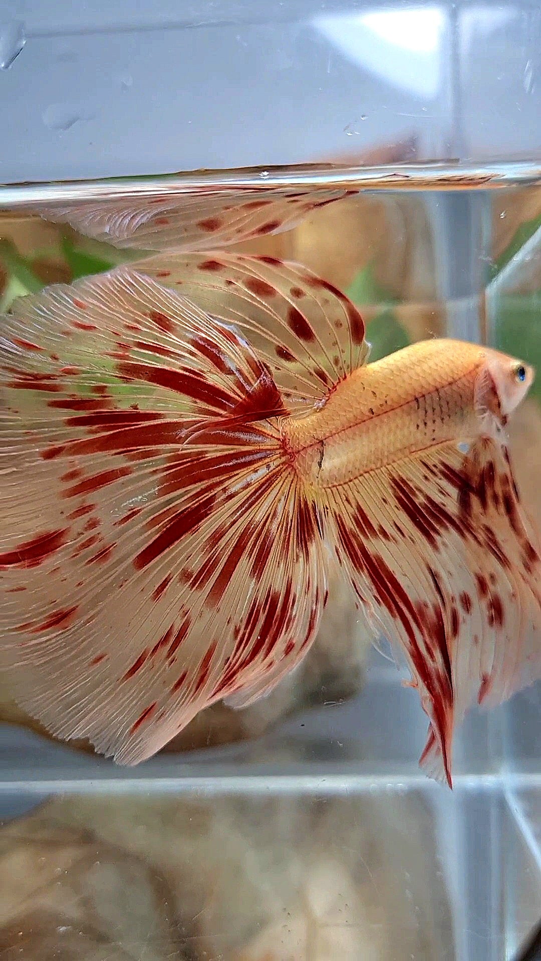 LUXURY XL HALFMOON OVERTAIL ROSETAIL SUPER ARMAGEDDON FIRE BETTA FISH