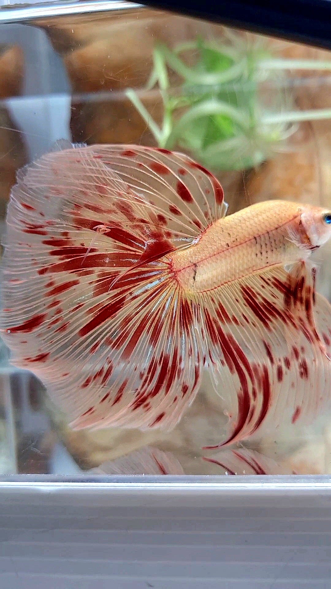 LUXURY XL HALFMOON OVERTAIL ROSETAIL SUPER ARMAGEDDON FIRE BETTA FISH