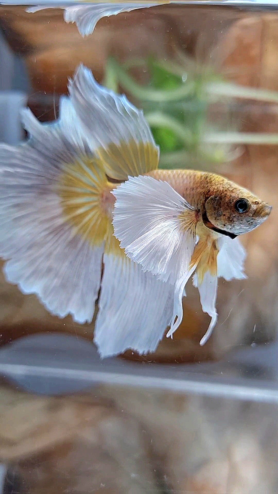 HALFMOON SUPER DUMBO EAR GOLDEN BUTTERFLY BETTA FISH