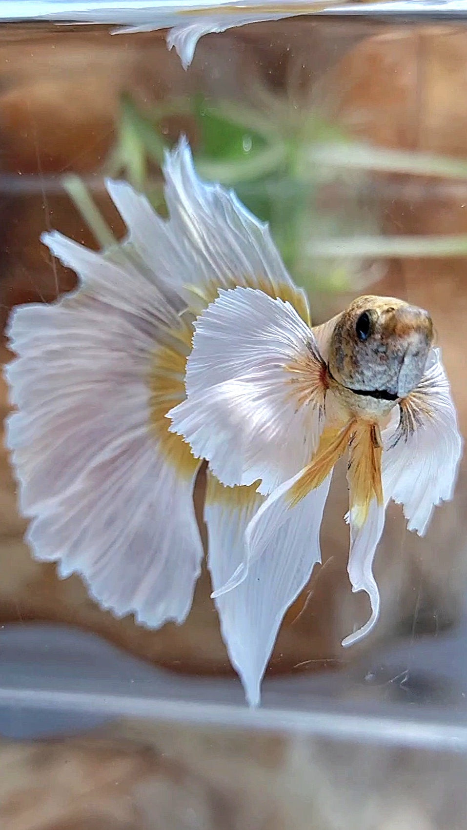 HALFMOON SUPER DUMBO EAR GOLDEN BUTTERFLY BETTA FISH