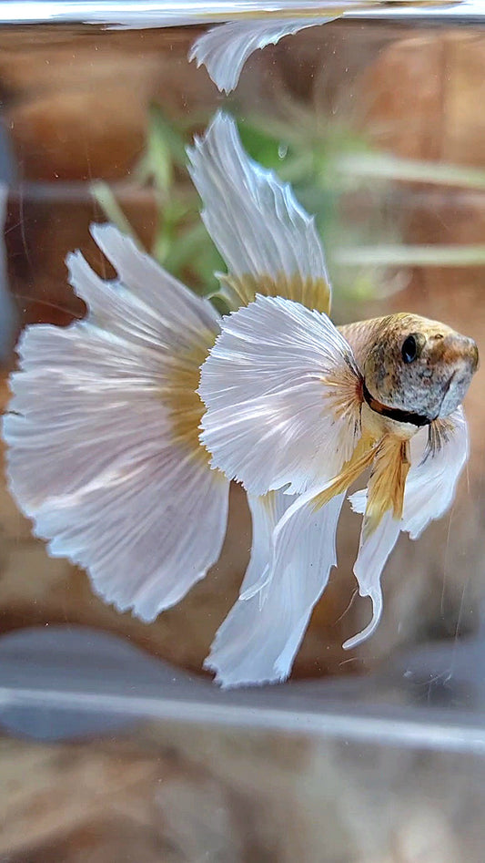 HALFMOON SUPER DUMBO EAR GOLDEN BUTTERFLY BETTA FISH