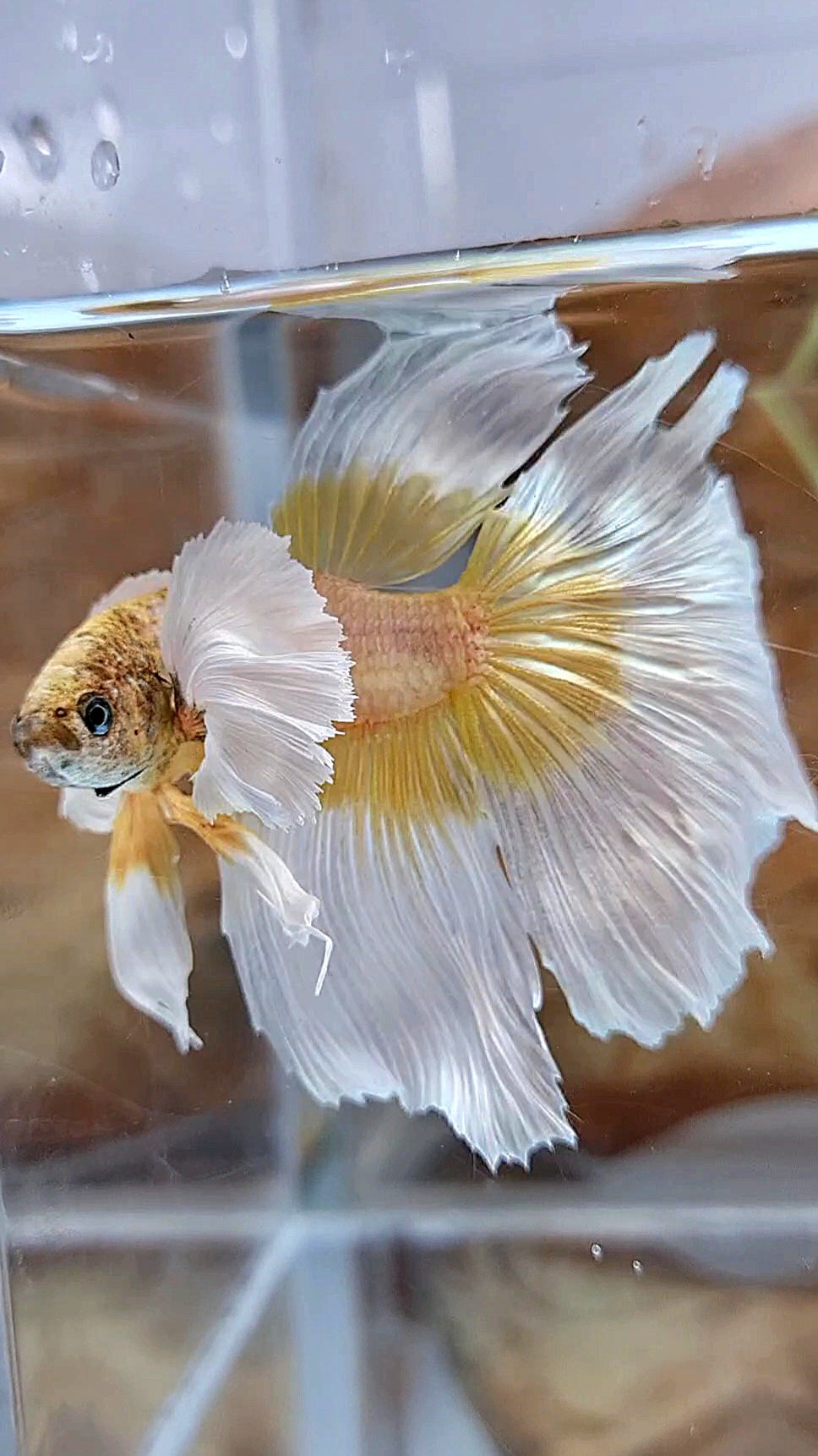 HALFMOON SUPER DUMBO EAR GOLDEN BUTTERFLY BETTA FISH