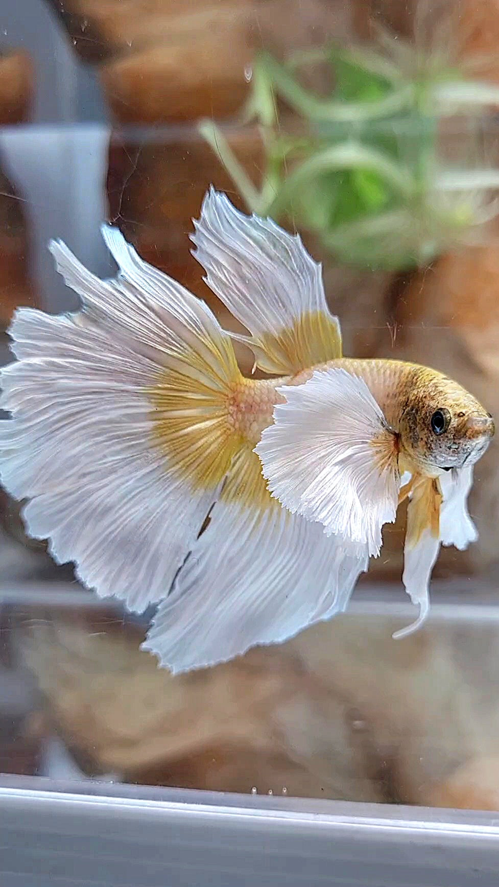 HALFMOON SUPER DUMBO EAR GOLDEN BUTTERFLY BETTA FISH