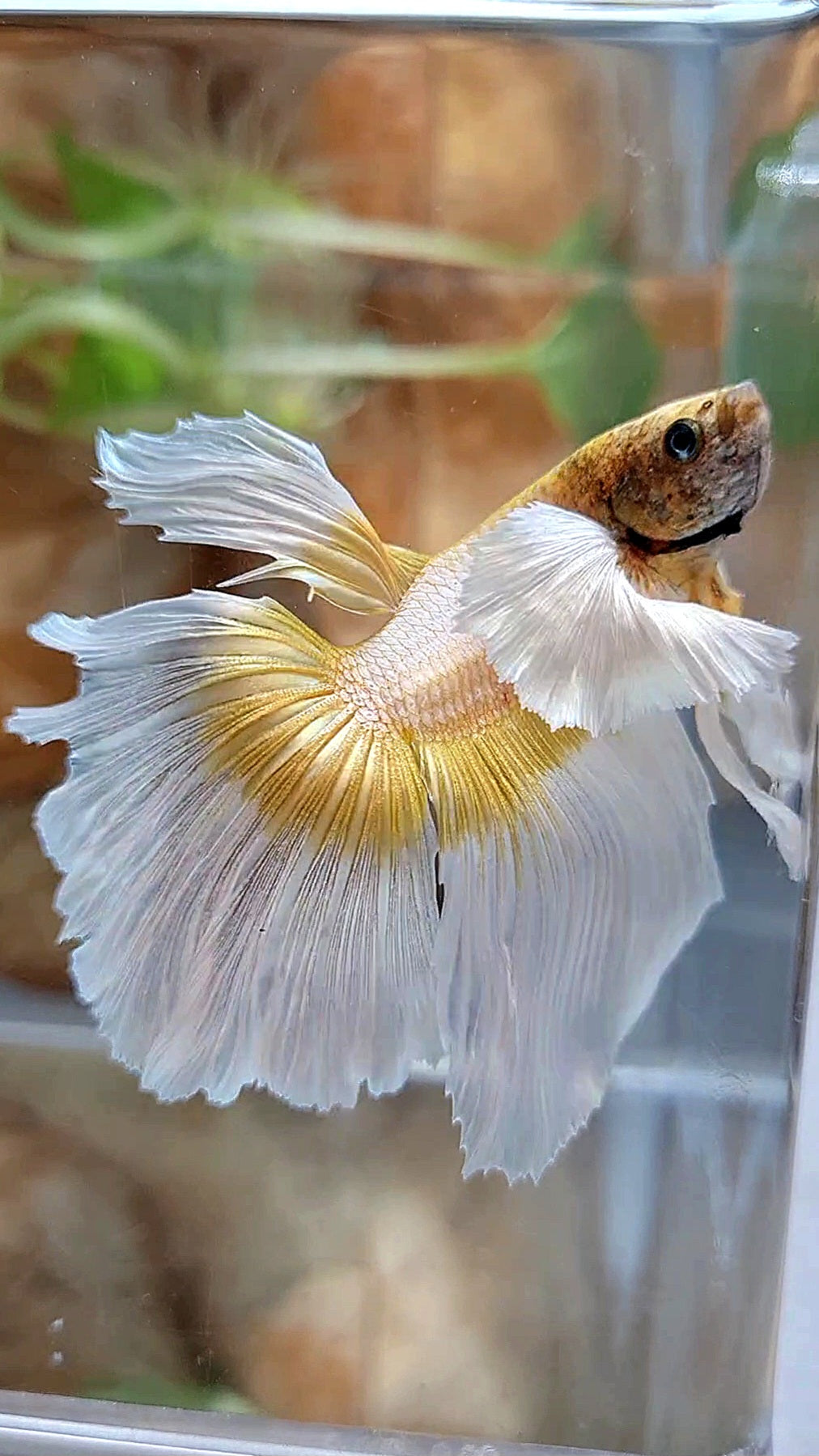 HALFMOON SUPER DUMBO EAR GOLDEN BUTTERFLY BETTA FISH