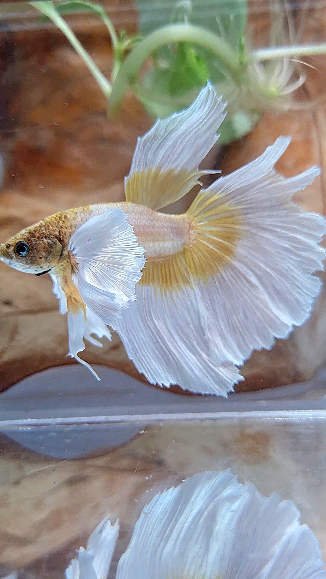 HALFMOON SUPER DUMBO EAR GOLDEN BUTTERFLY BETTA FISH