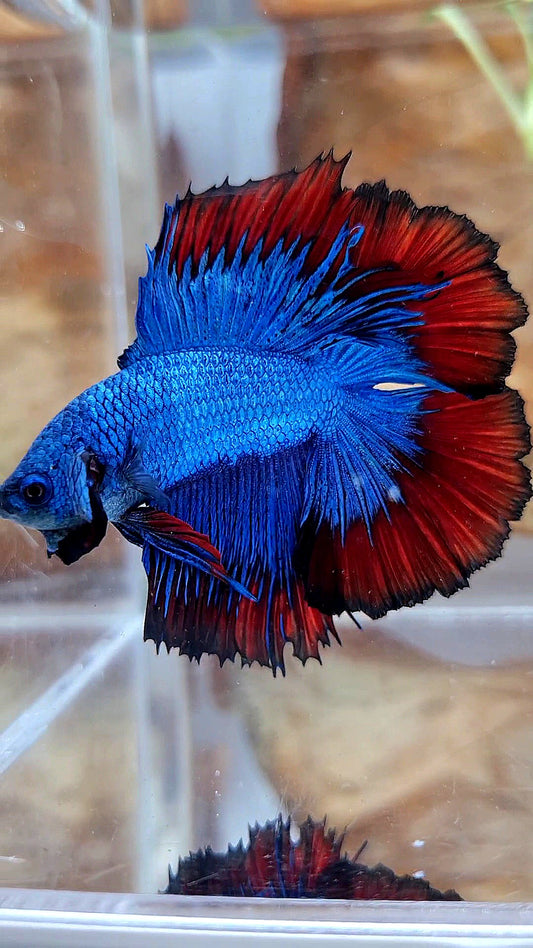 HALFMOON DOUBLE TAIL BLUE RED VAMPIRE PATTERN BETTA FISH