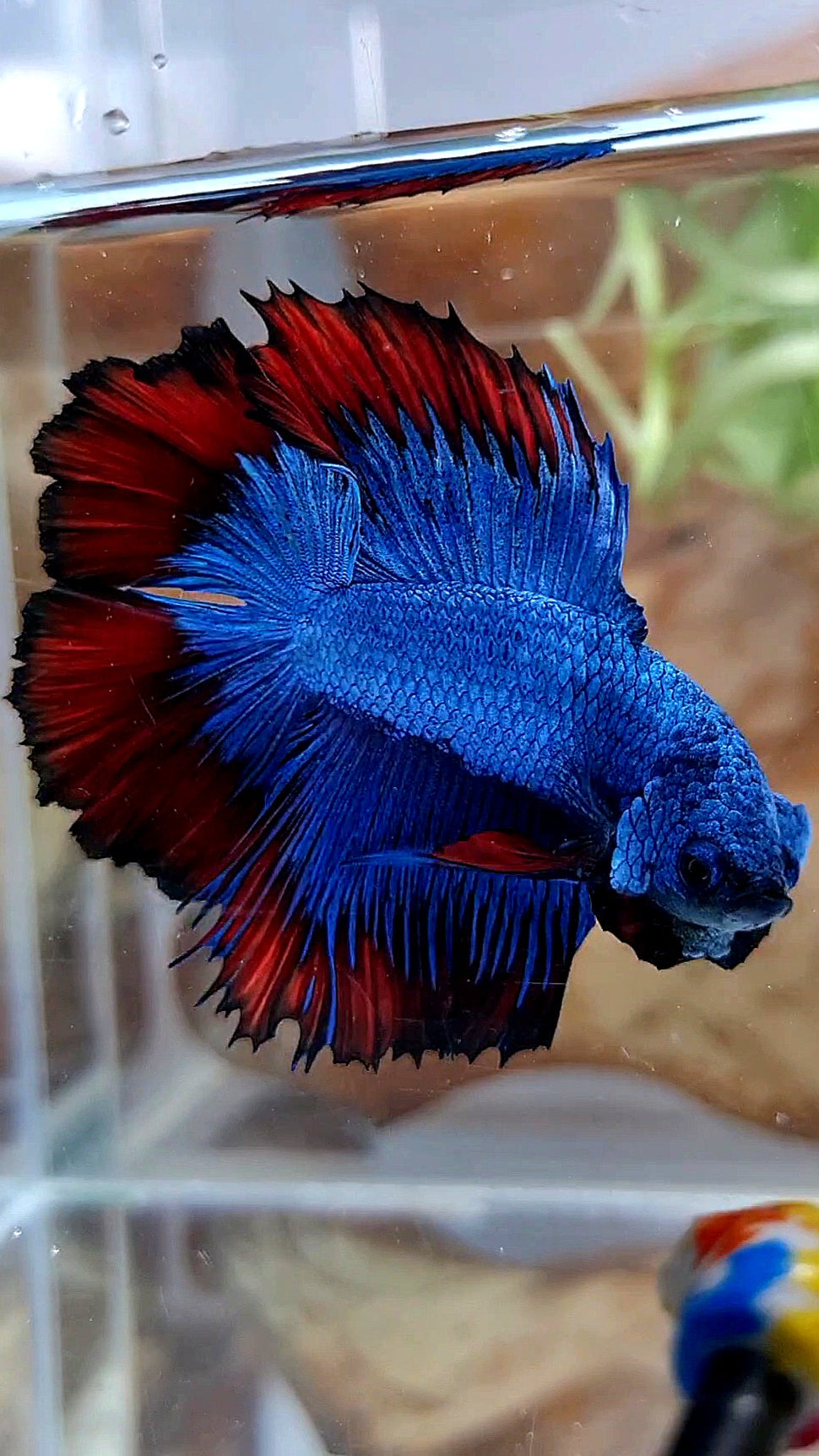 HALFMOON DOUBLE TAIL BLUE RED VAMPIRE PATTERN BETTA FISH