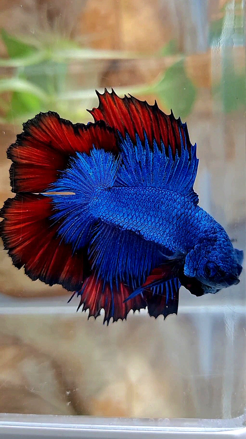 HALFMOON DOUBLE TAIL BLUE RED VAMPIRE PATTERN BETTA FISH