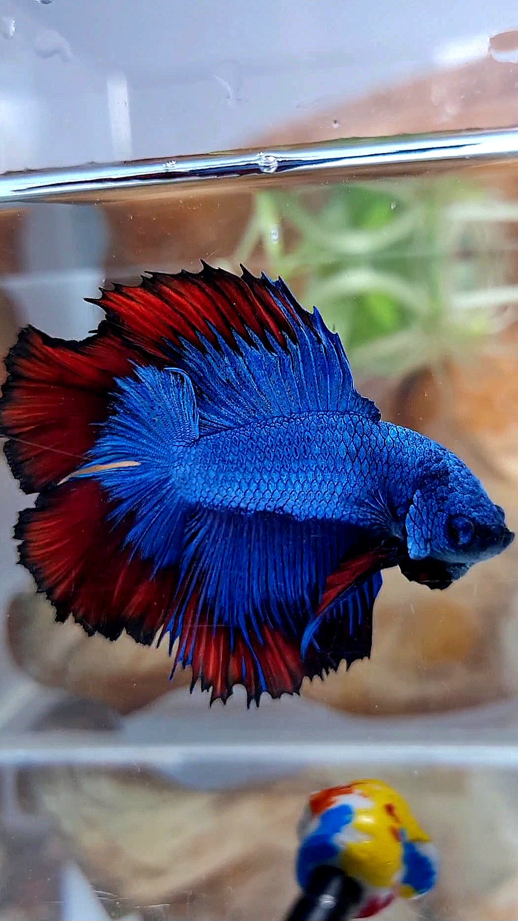 HALFMOON DOUBLE TAIL BLUE RED VAMPIRE PATTERN BETTA FISH