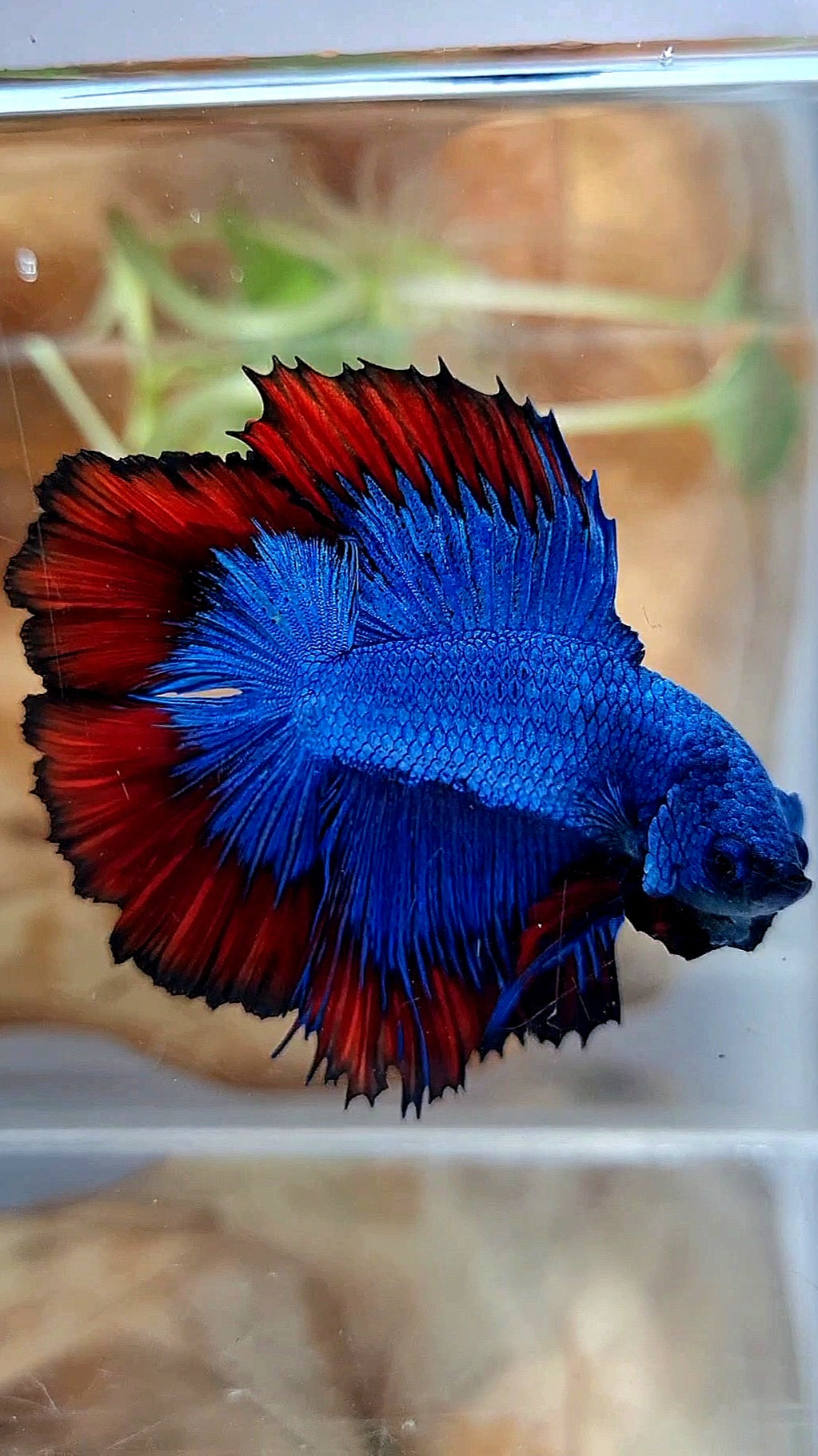 HALFMOON DOUBLE TAIL BLUE RED VAMPIRE PATTERN BETTA FISH