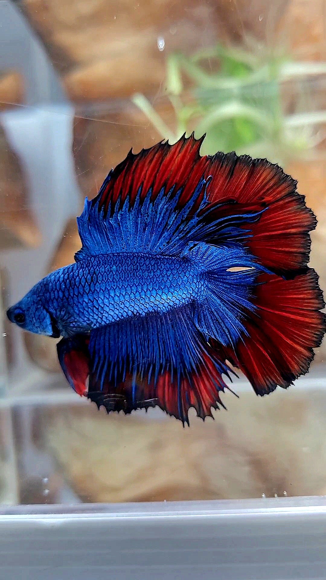 HALFMOON DOUBLE TAIL BLUE RED VAMPIRE PATTERN BETTA FISH