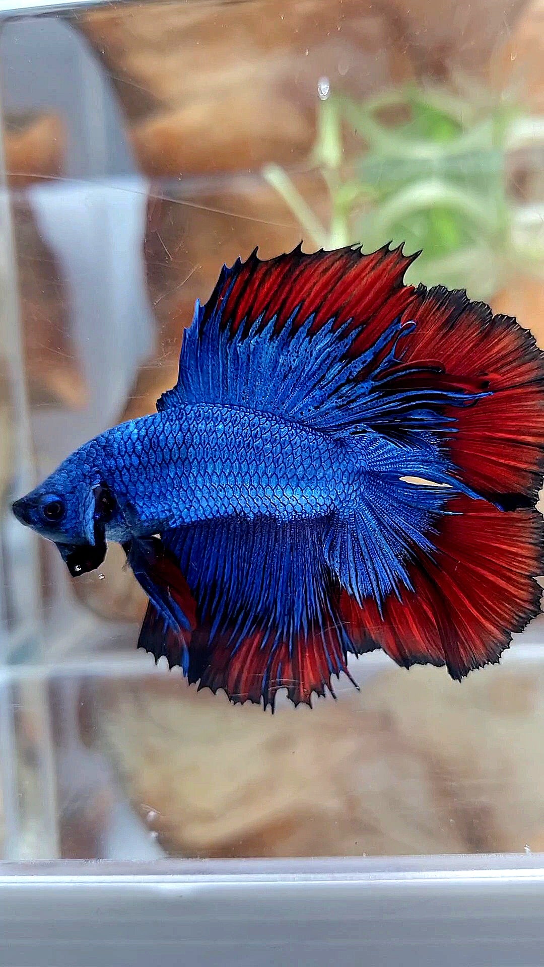 HALFMOON DOUBLE TAIL BLUE RED VAMPIRE PATTERN BETTA FISH