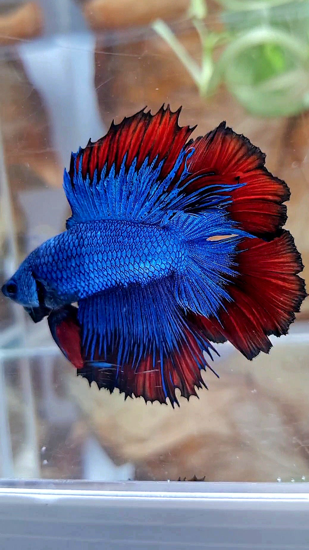HALFMOON DOUBLE TAIL BLUE RED VAMPIRE PATTERN BETTA FISH