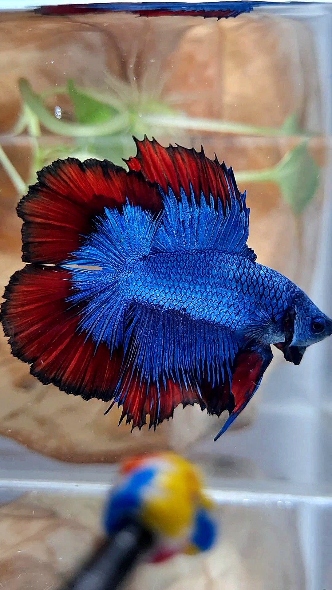 HALFMOON DOUBLE TAIL BLUE RED VAMPIRE PATTERN BETTA FISH