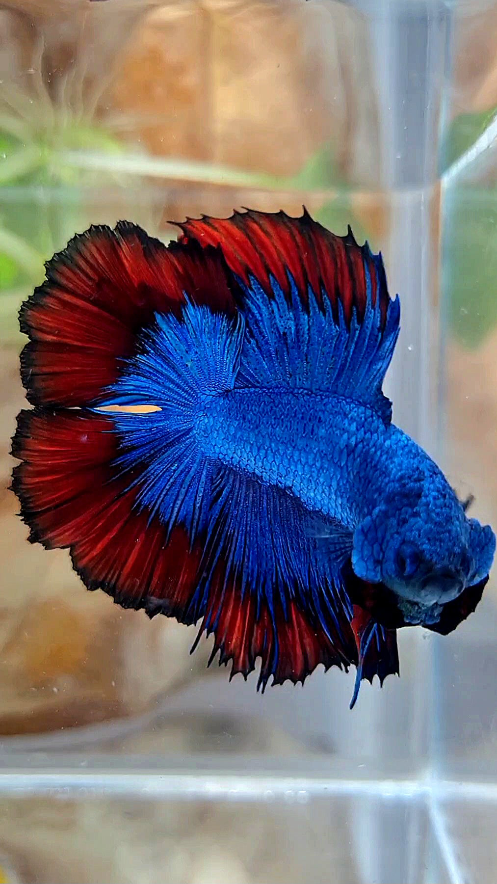 HALFMOON DOUBLE TAIL BLUE RED VAMPIRE PATTERN BETTA FISH