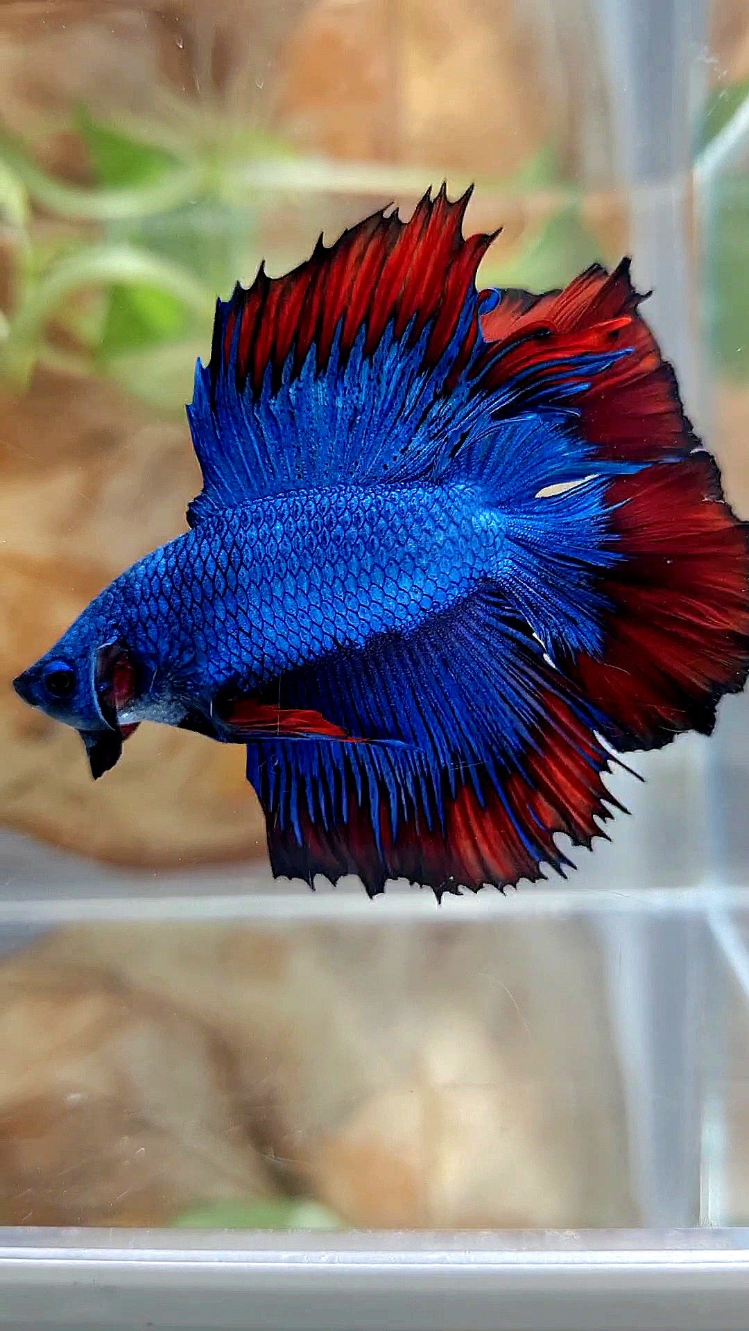 HALFMOON DOUBLE TAIL BLUE RED VAMPIRE PATTERN BETTA FISH