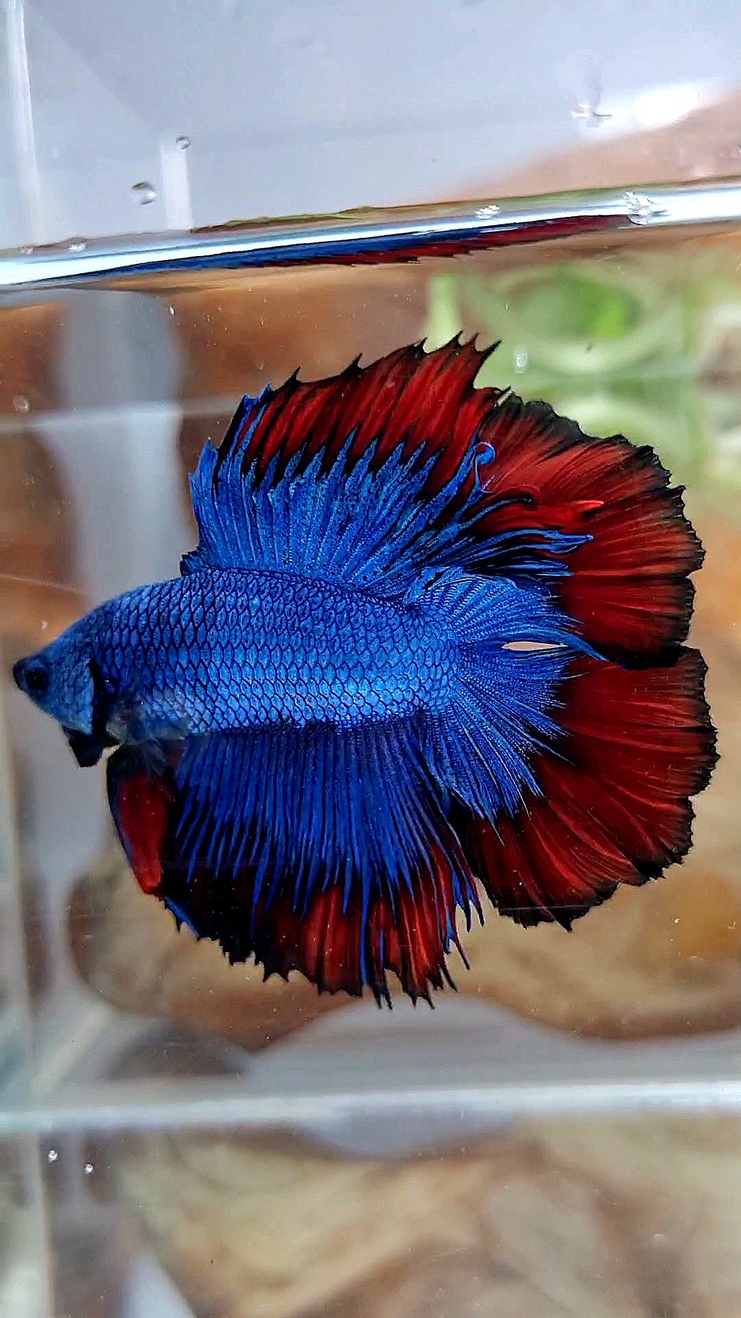 HALFMOON DOUBLE TAIL BLUE RED VAMPIRE PATTERN BETTA FISH