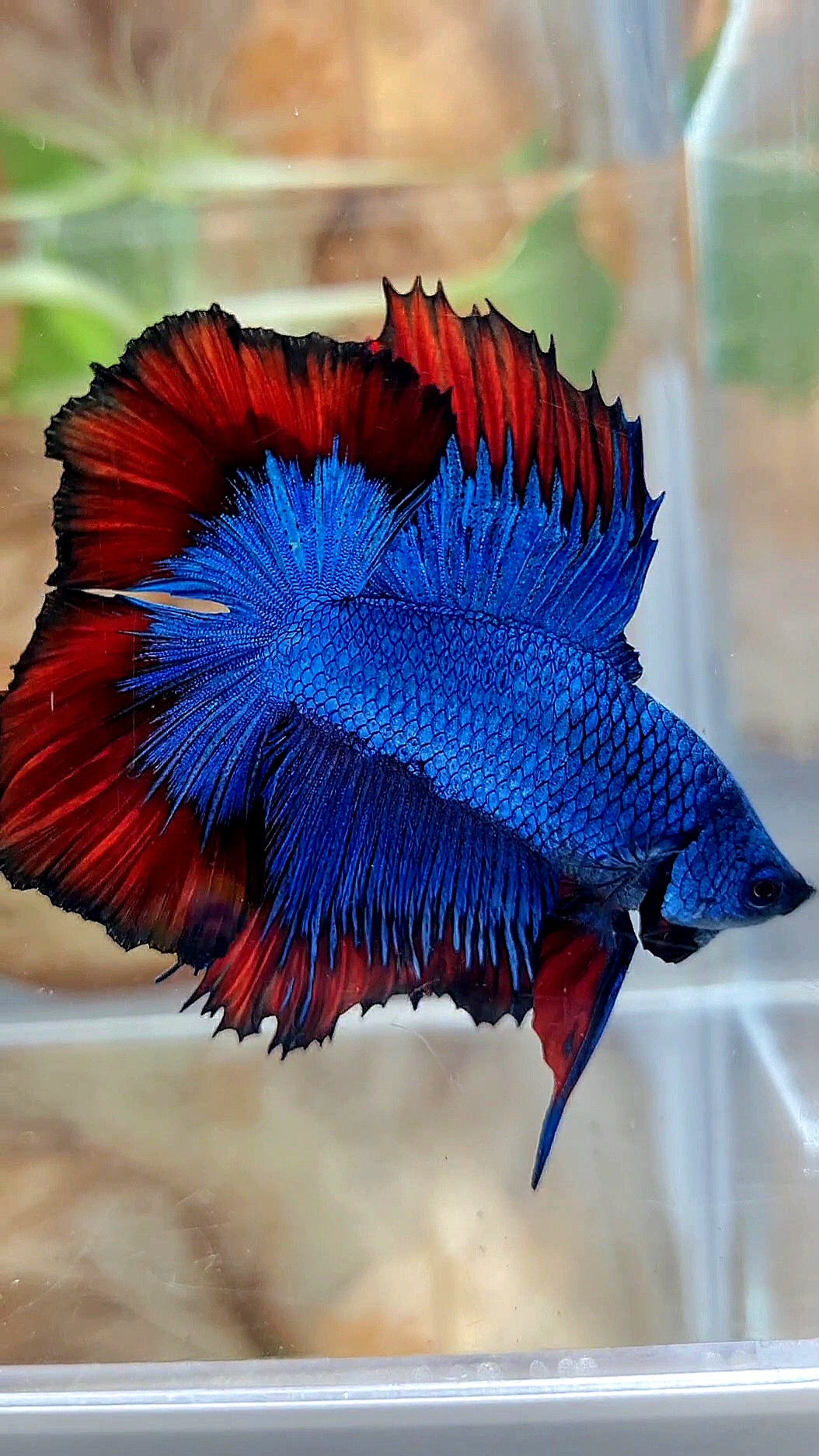 HALFMOON DOUBLE TAIL BLUE RED VAMPIRE PATTERN BETTA FISH