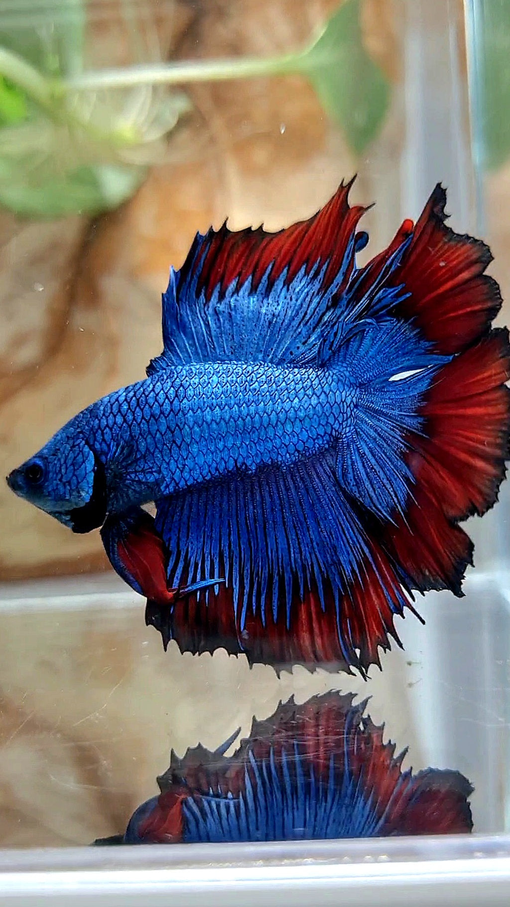 HALFMOON DOUBLE TAIL BLUE RED VAMPIRE PATTERN BETTA FISH