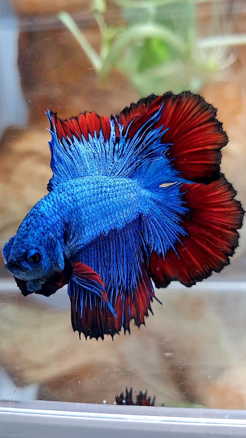HALFMOON DOUBLE TAIL BLUE RED VAMPIRE PATTERN BETTA FISH