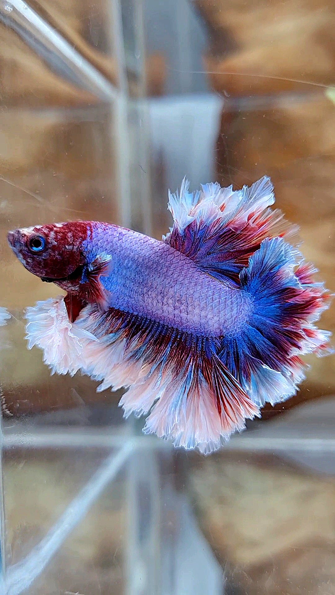 KING FEATHER TAIL HALFMOON PURPLE BUTTERFLY BETTA FISH