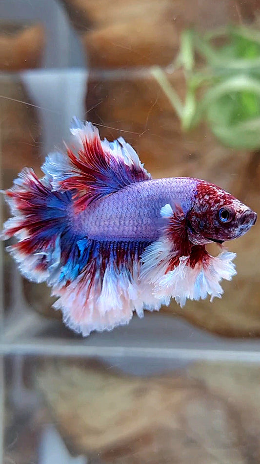 KING FEATHER TAIL HALFMOON PURPLE BUTTERFLY BETTA FISH