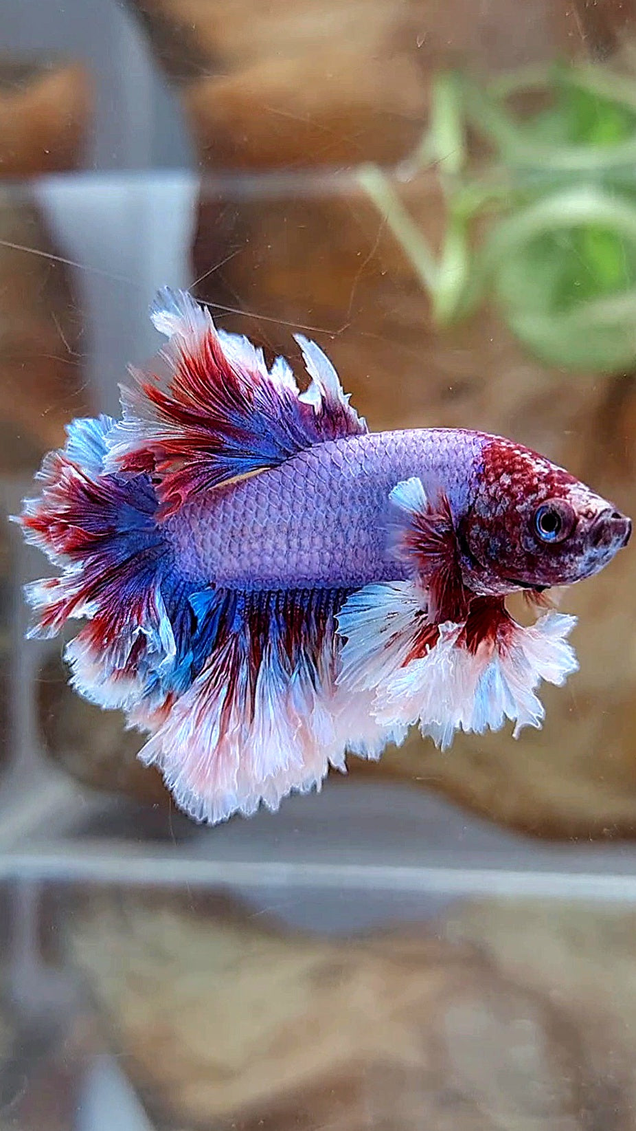 KING FEATHER TAIL HALFMOON PURPLE BUTTERFLY BETTA FISH