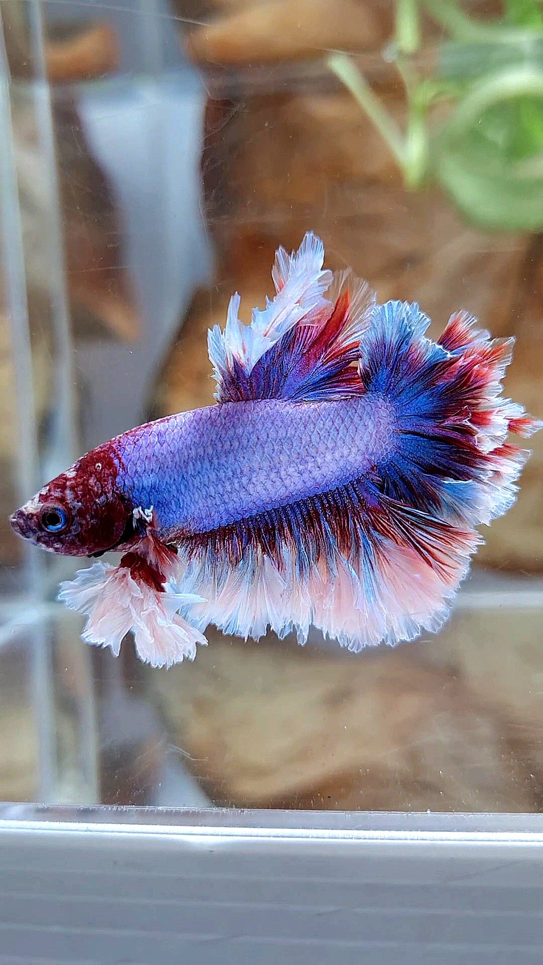 KING FEATHER TAIL HALFMOON PURPLE BUTTERFLY BETTA FISH