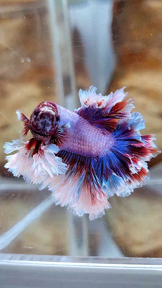 KING FEATHER TAIL HALFMOON PURPLE BUTTERFLY BETTA FISH