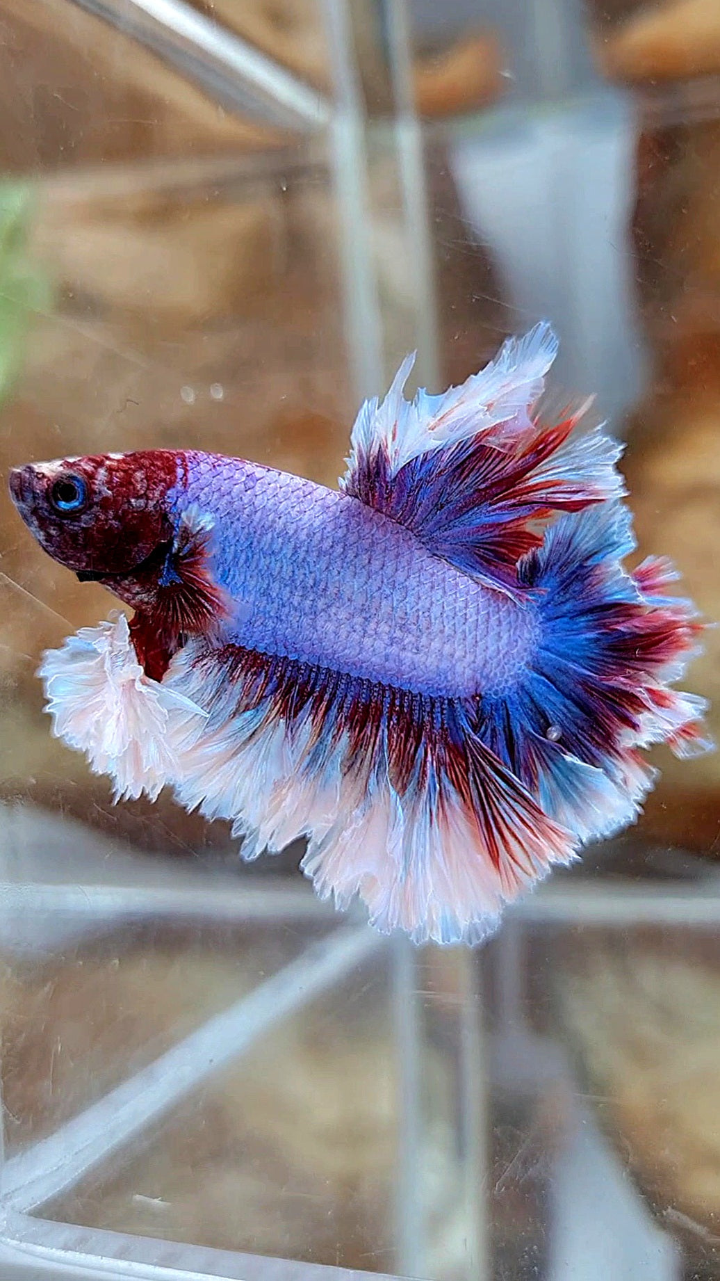 KING FEATHER TAIL HALFMOON PURPLE BUTTERFLY BETTA FISH