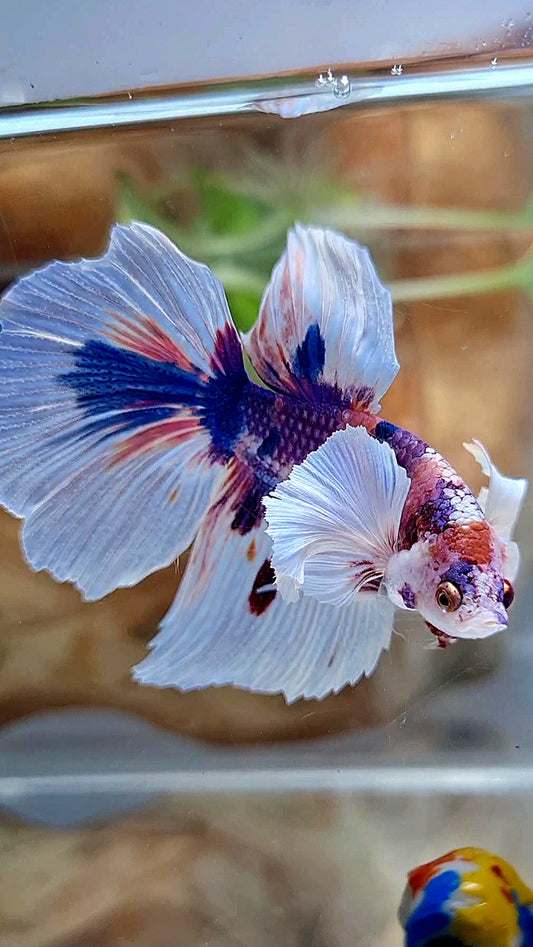 HALFMOON DUMBO EAR PURPLE CANDY MULTICOLOR BETTA FISH