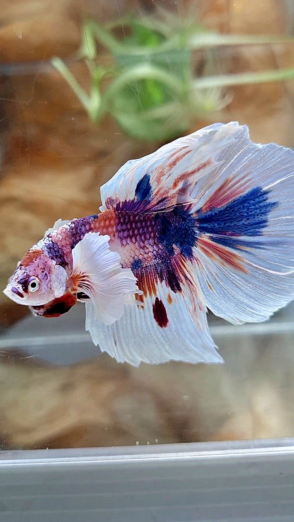 HALFMOON DUMBO EAR PURPLE CANDY MULTICOLOR BETTA FISH