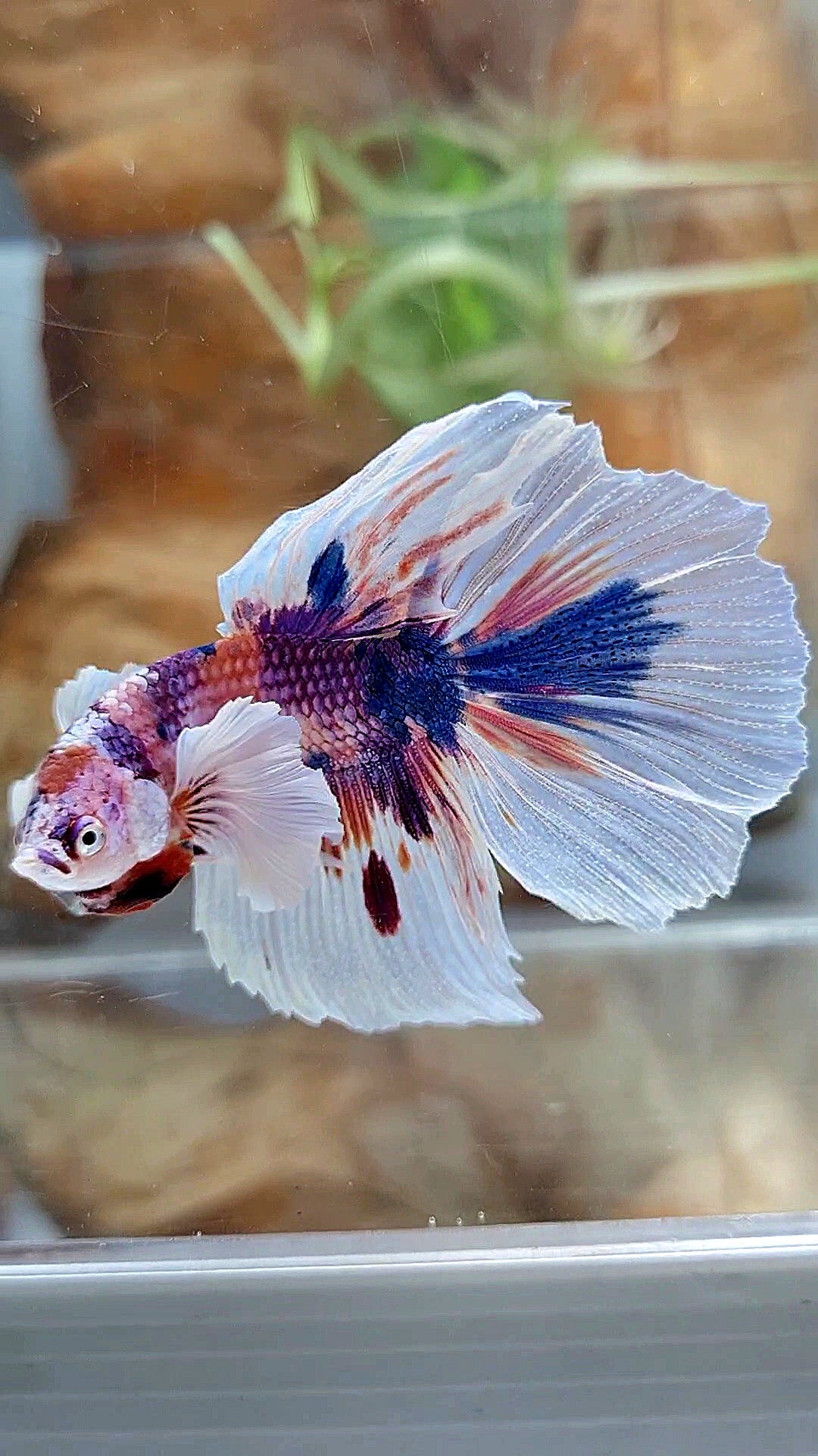 HALFMOON DUMBO EAR PURPLE CANDY MULTICOLOR BETTA FISH