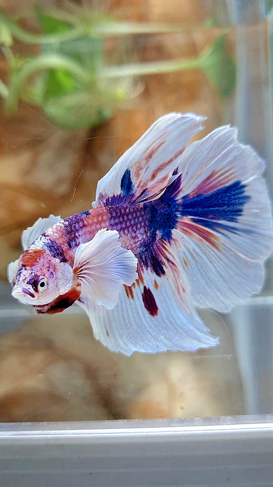 HALFMOON DUMBO EAR PURPLE CANDY MULTICOLOR BETTA FISH