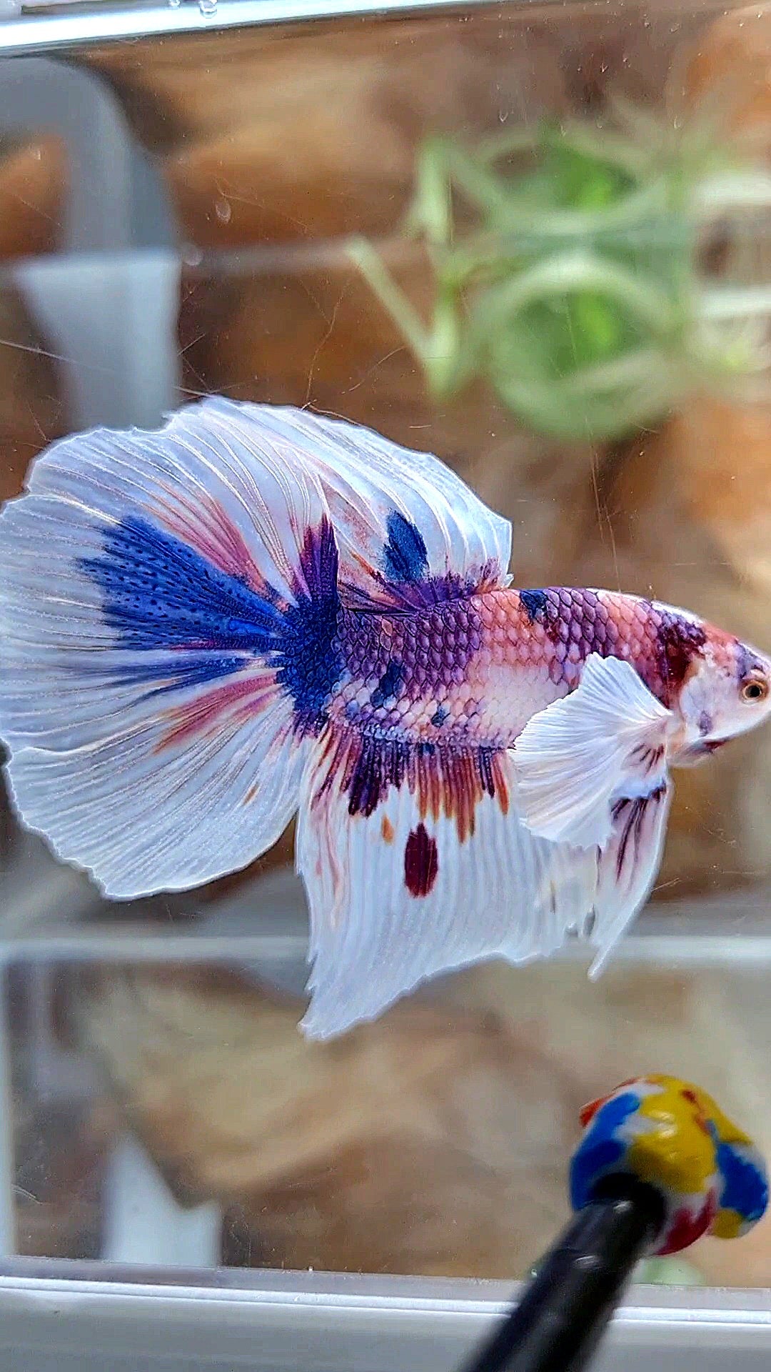 HALFMOON DUMBO EAR PURPLE CANDY MULTICOLOR BETTA FISH