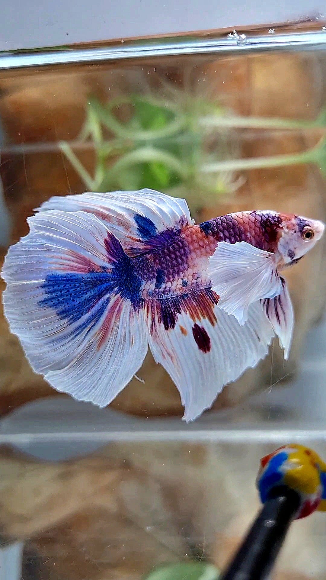 HALFMOON DUMBO EAR PURPLE CANDY MULTICOLOR BETTA FISH