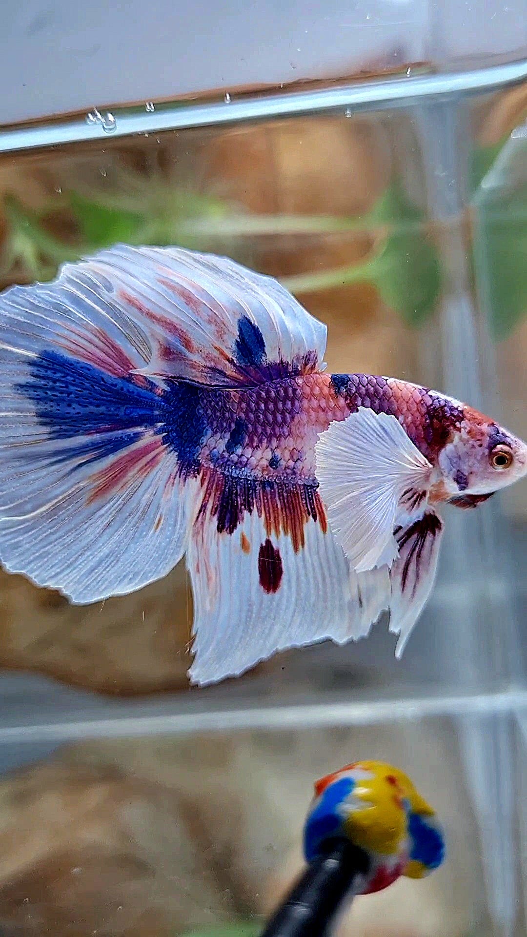 HALFMOON DUMBO EAR PURPLE CANDY MULTICOLOR BETTA FISH