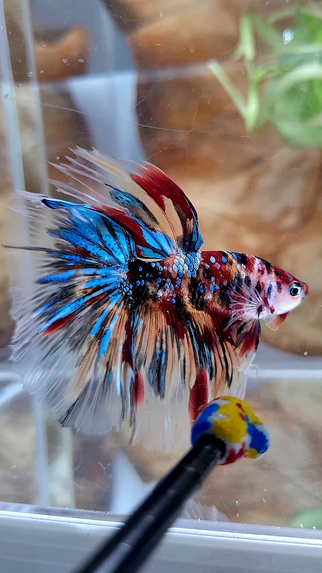 HALFMOON ROSETAIL KOI GALAXY TIGER MULTICOLOR BETTA FISH