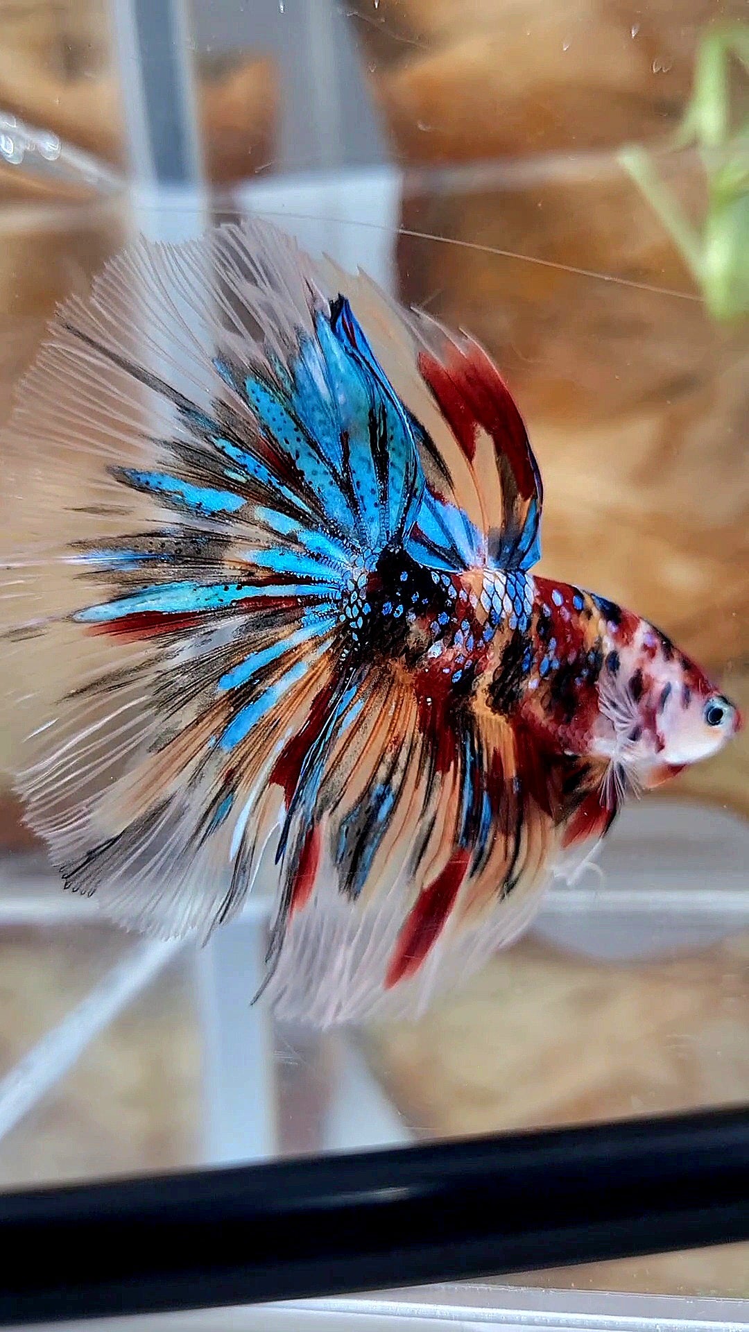 HALFMOON ROSETAIL KOI GALAXY TIGER MULTICOLOR BETTA FISH