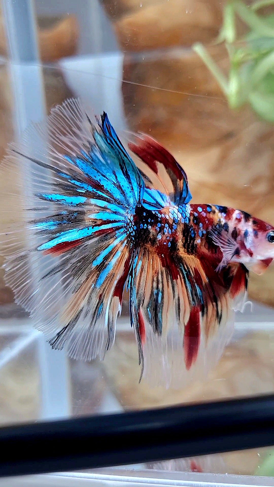 HALFMOON ROSETAIL KOI GALAXY TIGER MULTICOLOR BETTA FISH