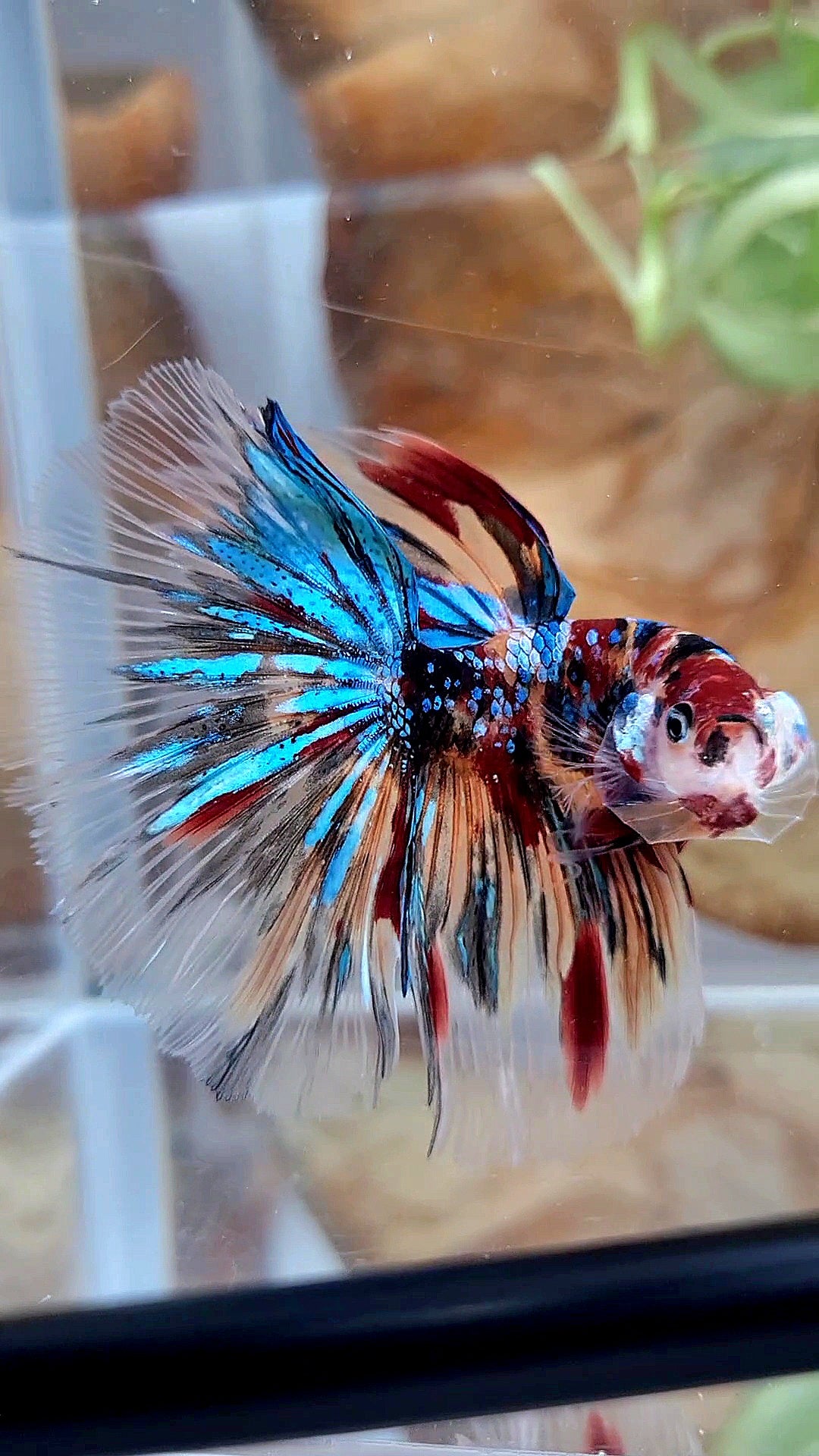 HALFMOON ROSETAIL KOI GALAXY TIGER MULTICOLOR BETTA FISH